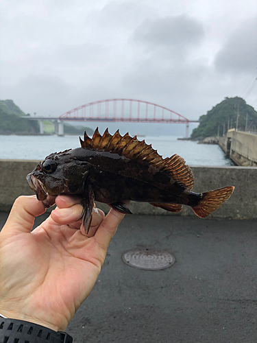 アラカブの釣果