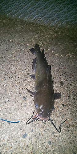 アメリカナマズの釣果