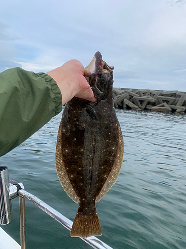 スズキの釣果