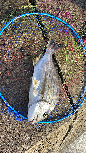 ヘダイの釣果