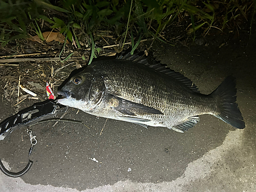 チヌの釣果