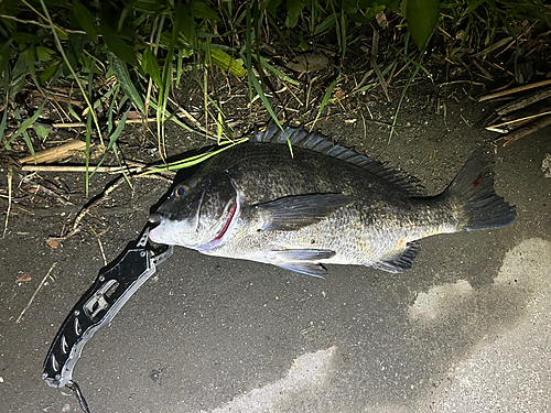 チヌの釣果