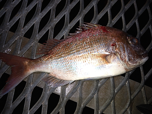 タイの釣果