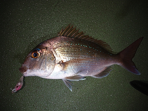 タイの釣果