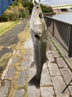 シーバスの釣果