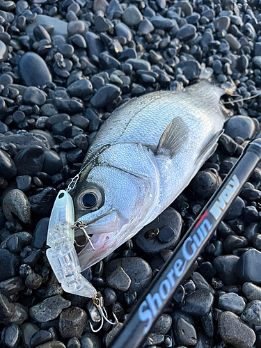 ヒラスズキの釣果