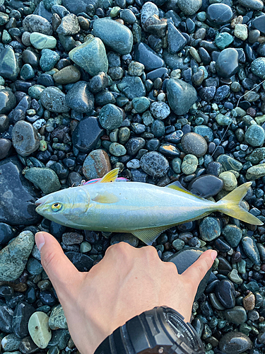 ワカシの釣果