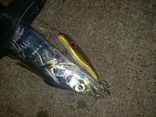タチウオの釣果