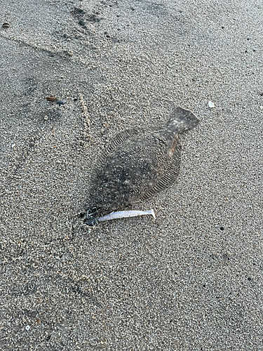 ソゲの釣果