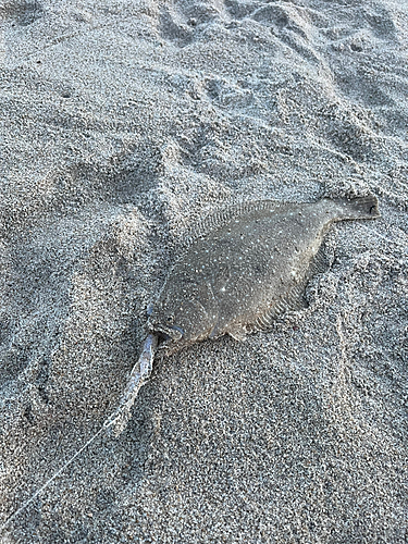 ソゲの釣果