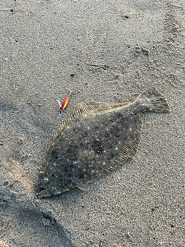 ヒラメの釣果