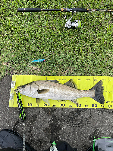 シーバスの釣果