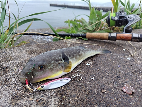 フグの釣果