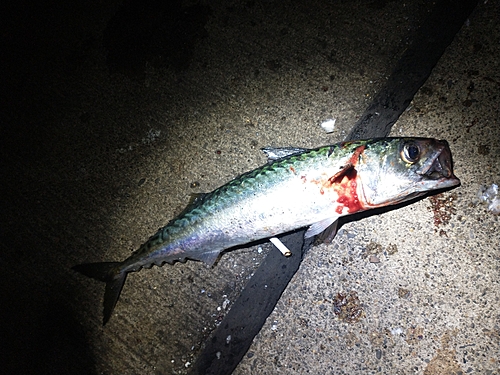 サバの釣果