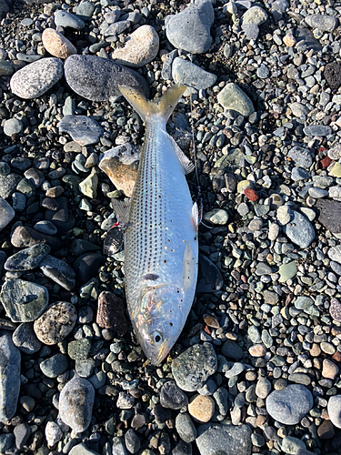 コノシロの釣果