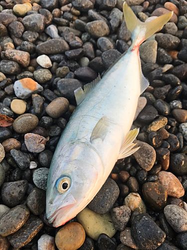 コゾクラの釣果