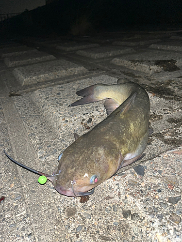 アメリカナマズの釣果