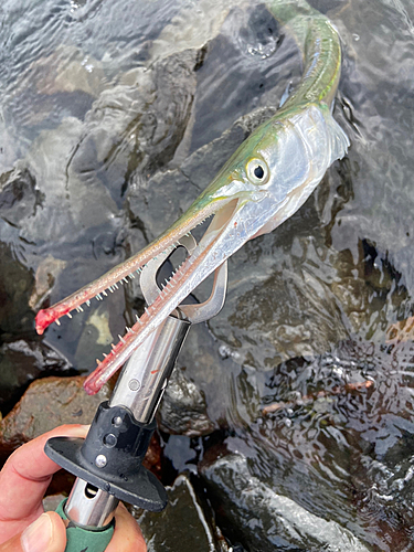 ダツの釣果