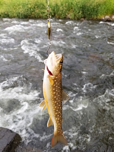 釣果