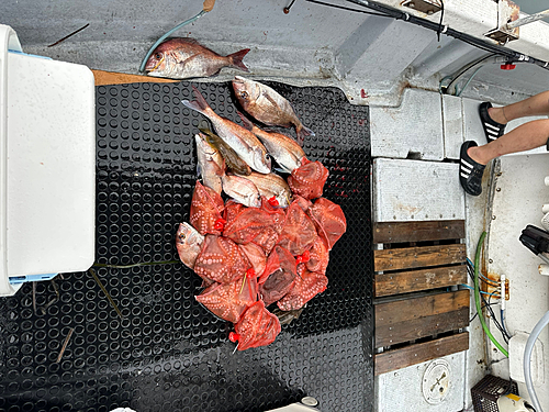 タイの釣果