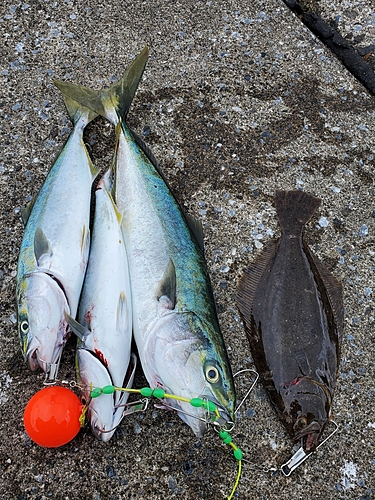 イナダの釣果