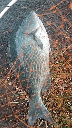 メジナの釣果