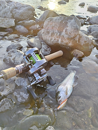 ニジマスの釣果