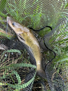 ナマズの釣果