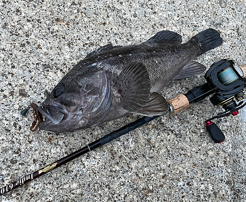 クロソイの釣果