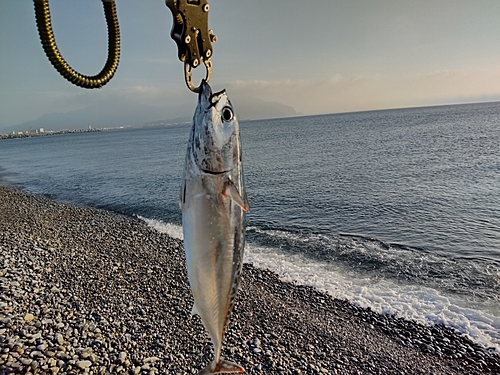 マルソウダの釣果