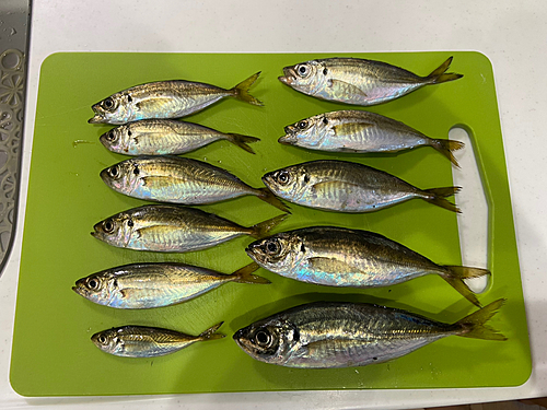 アジの釣果