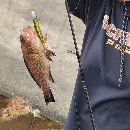 オオモンハタの釣果