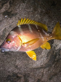 シブダイの釣果