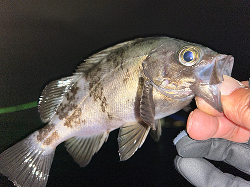 メバルの釣果