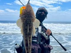 マゴチの釣果