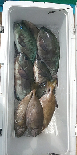 クチブトグレの釣果