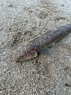 エソの釣果