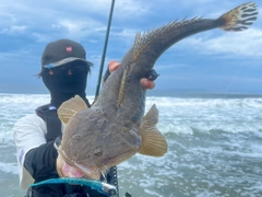 マゴチの釣果