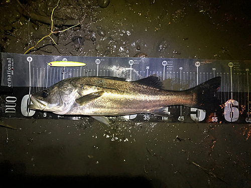 シーバスの釣果