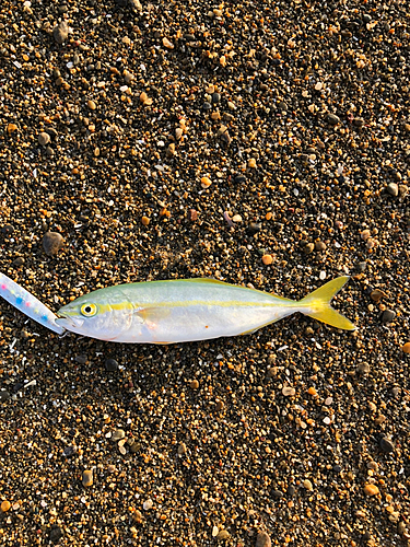 ワカシの釣果