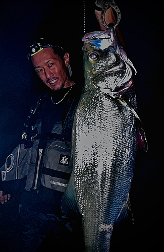 ヒラスズキの釣果