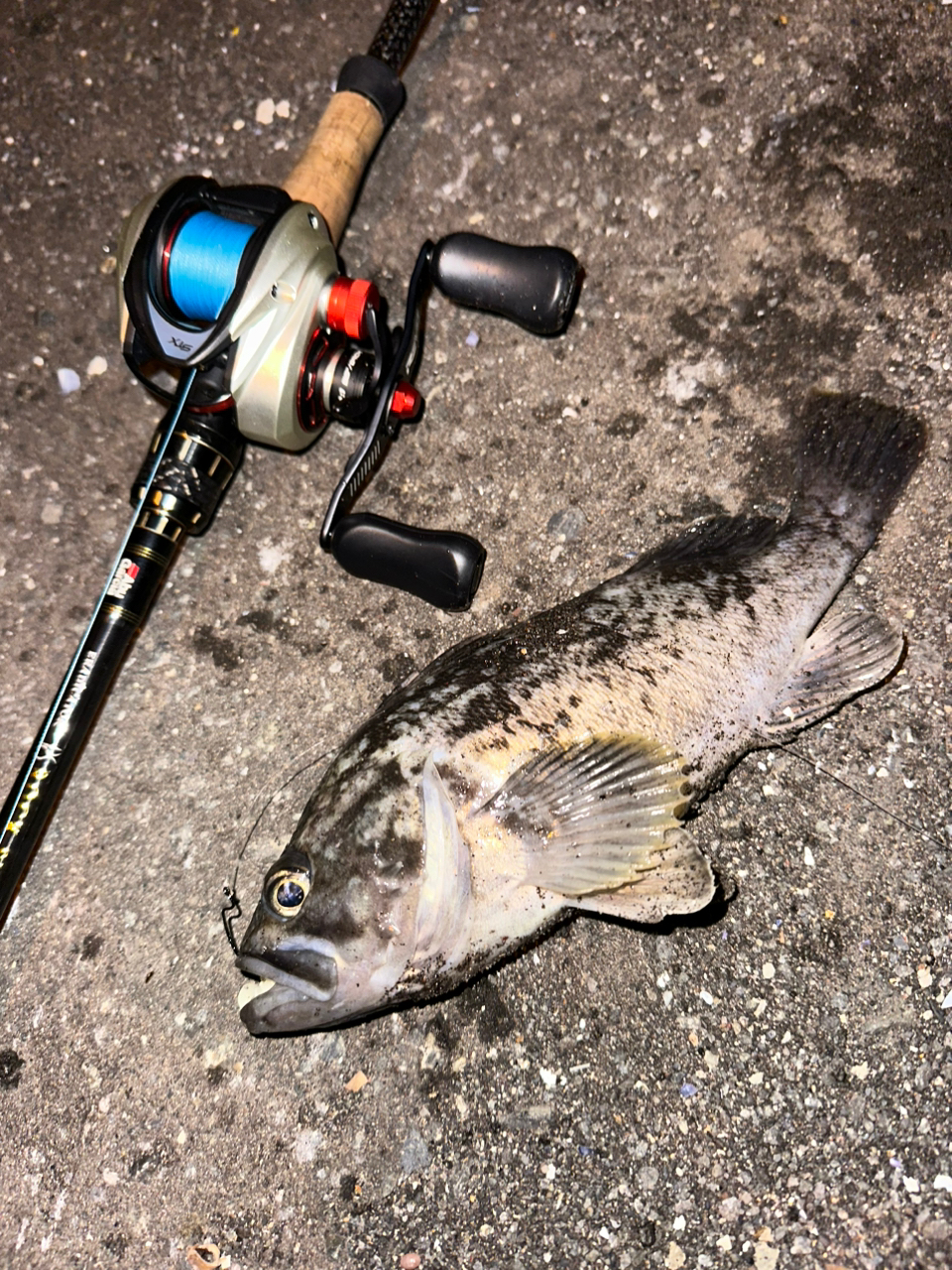 厚田漁港で釣れたイワシの釣り・釣果情報 - アングラーズ