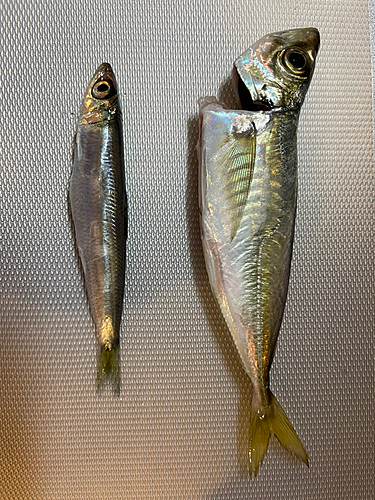 マアジの釣果