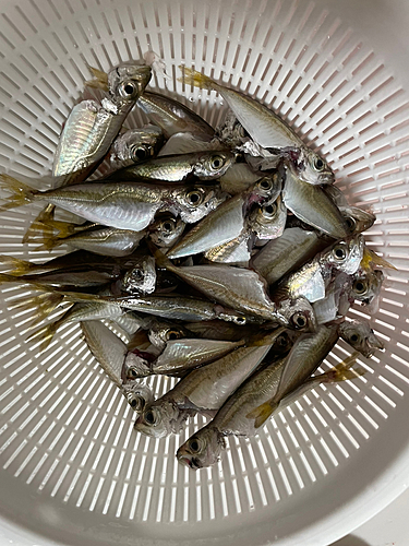 アジの釣果