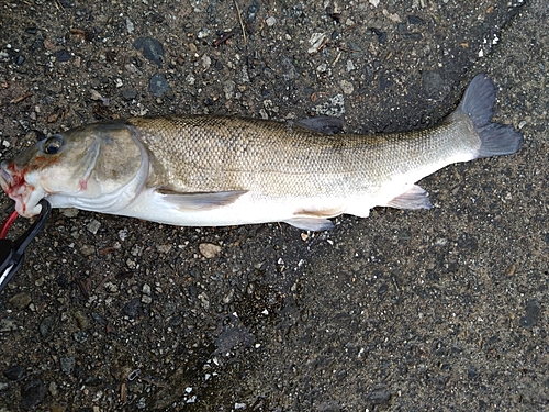 ウグイの釣果