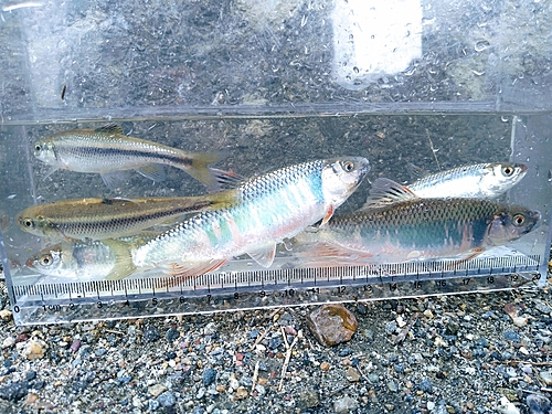 オイカワの釣果