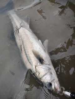 シーバスの釣果