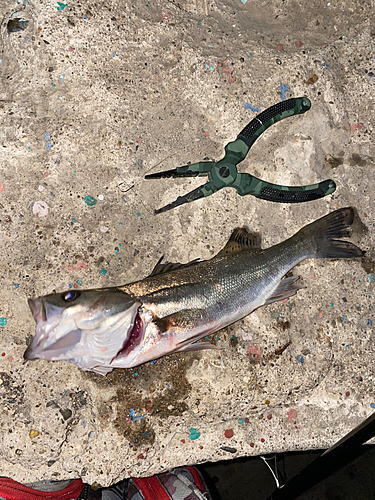 セイゴ（マルスズキ）の釣果