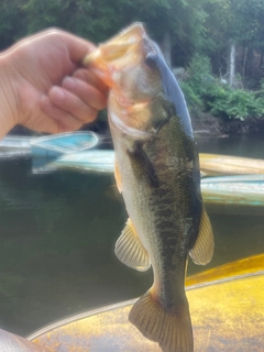 ラージマウスバスの釣果