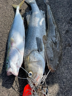 マゴチの釣果